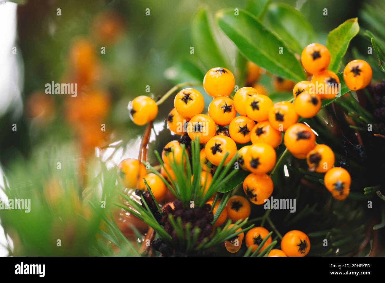 Firethorn Foto Stock