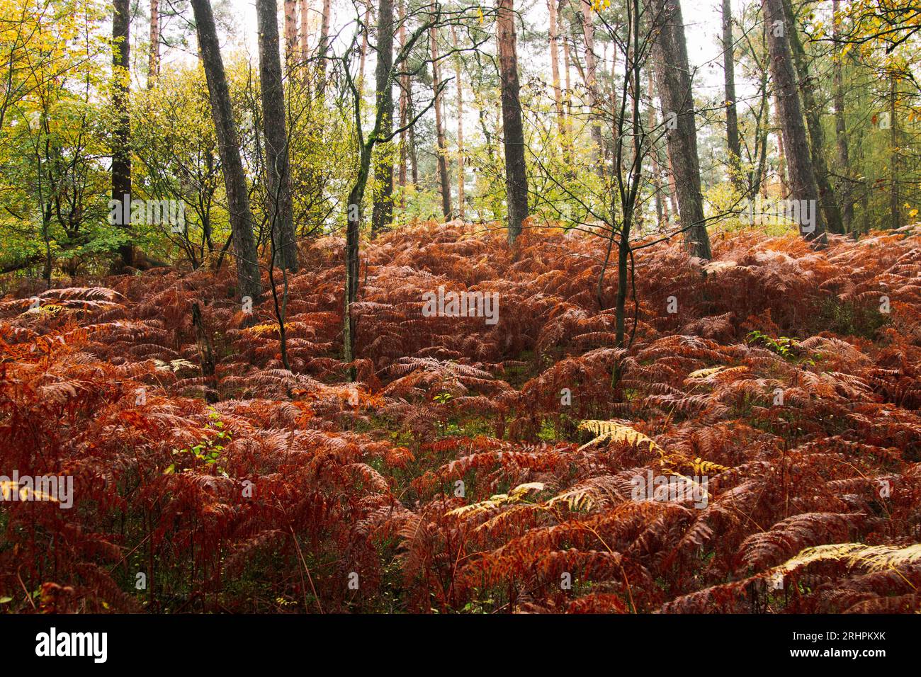 Passeggiata nella foresta autunnale di Teutoburgo nella valle di Furlbach Foto Stock