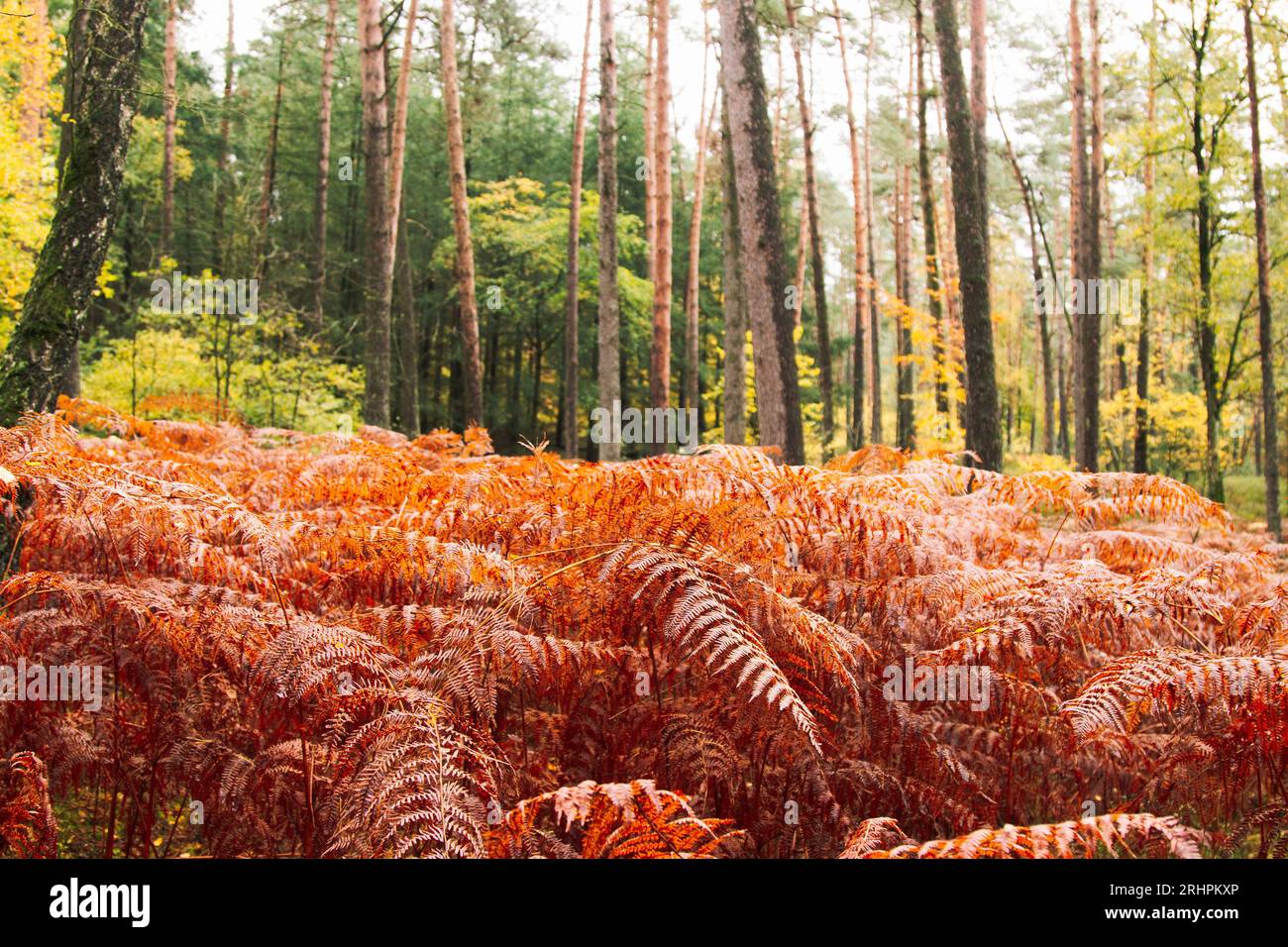 Passeggiata nella foresta autunnale di Teutoburgo nella valle di Furlbach Foto Stock