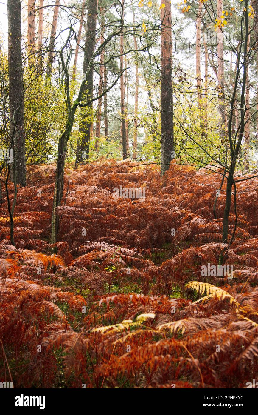 Passeggiata nella foresta autunnale di Teutoburgo nella valle di Furlbach Foto Stock