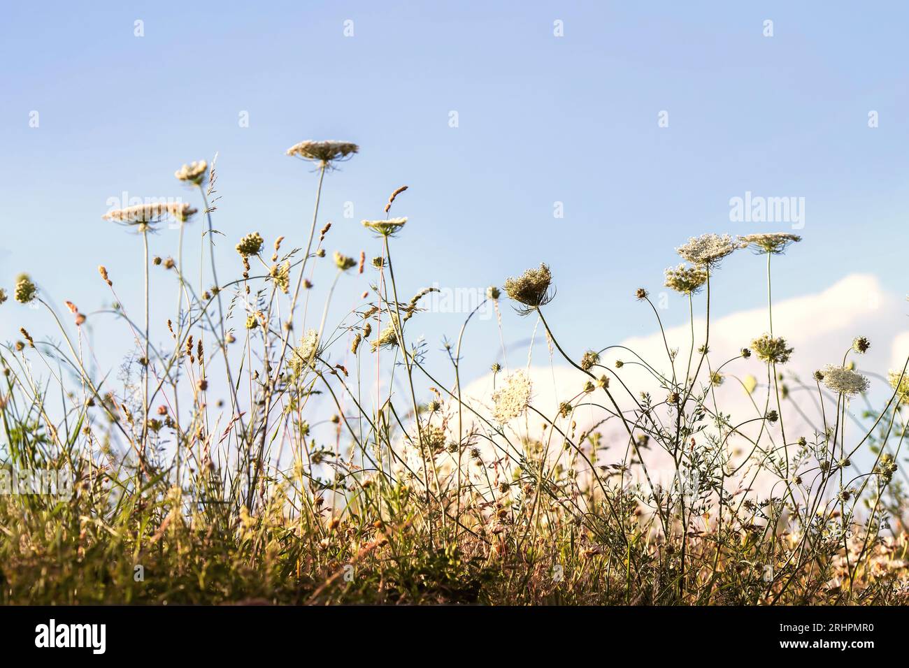 Wild carota, Daucus carota Foto Stock