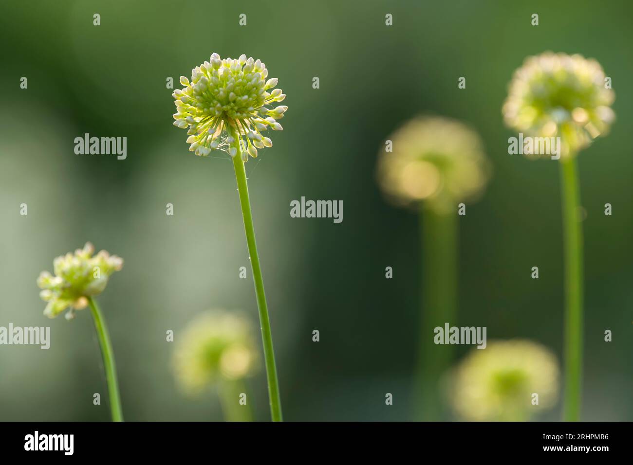 Teste di fiori di aglio grande testa (Allium) con fiori ancora chiusi, luce del mattino, Germania Foto Stock