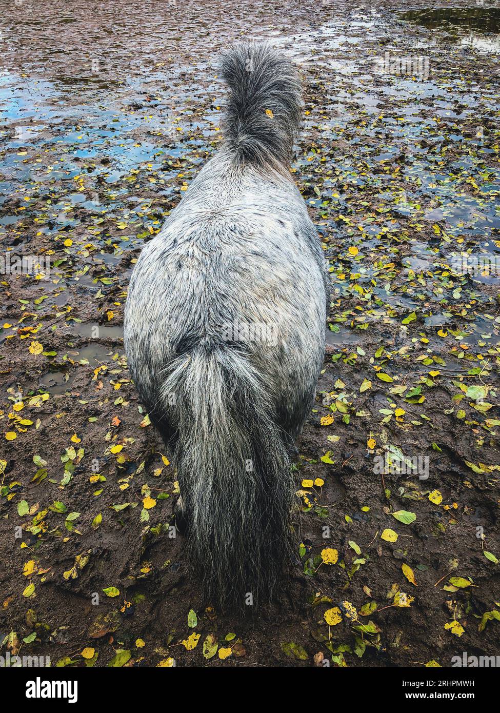 Pony, Langballigholz, Langballig, Schleswig-Holstein, autunno, Germania settentrionale, Germania Foto Stock
