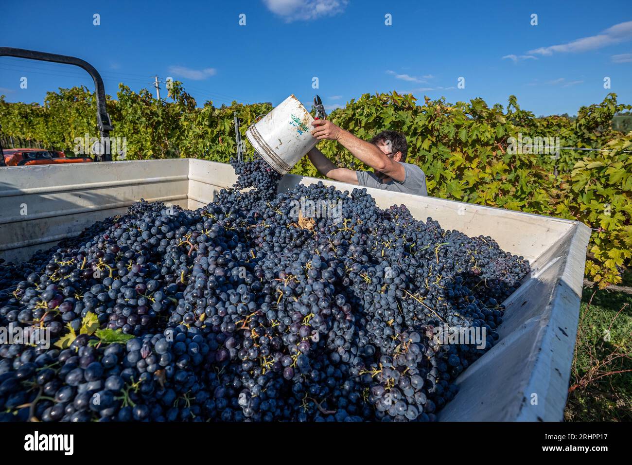 Italia - vendemmia d'uva Foto Stock