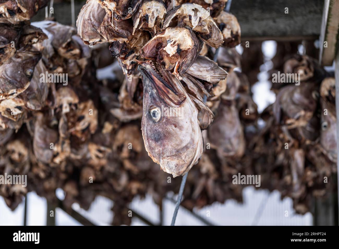 Teste di pesce, pesci secchi, Lofoten, Norvegia, inverno Foto Stock