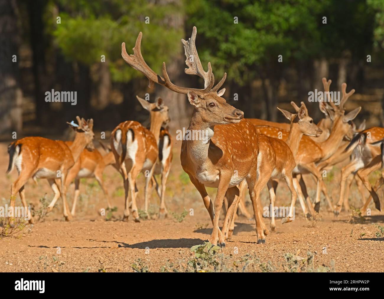 Cervi a riposo maschi e femmine in un gruppo. Foto Stock