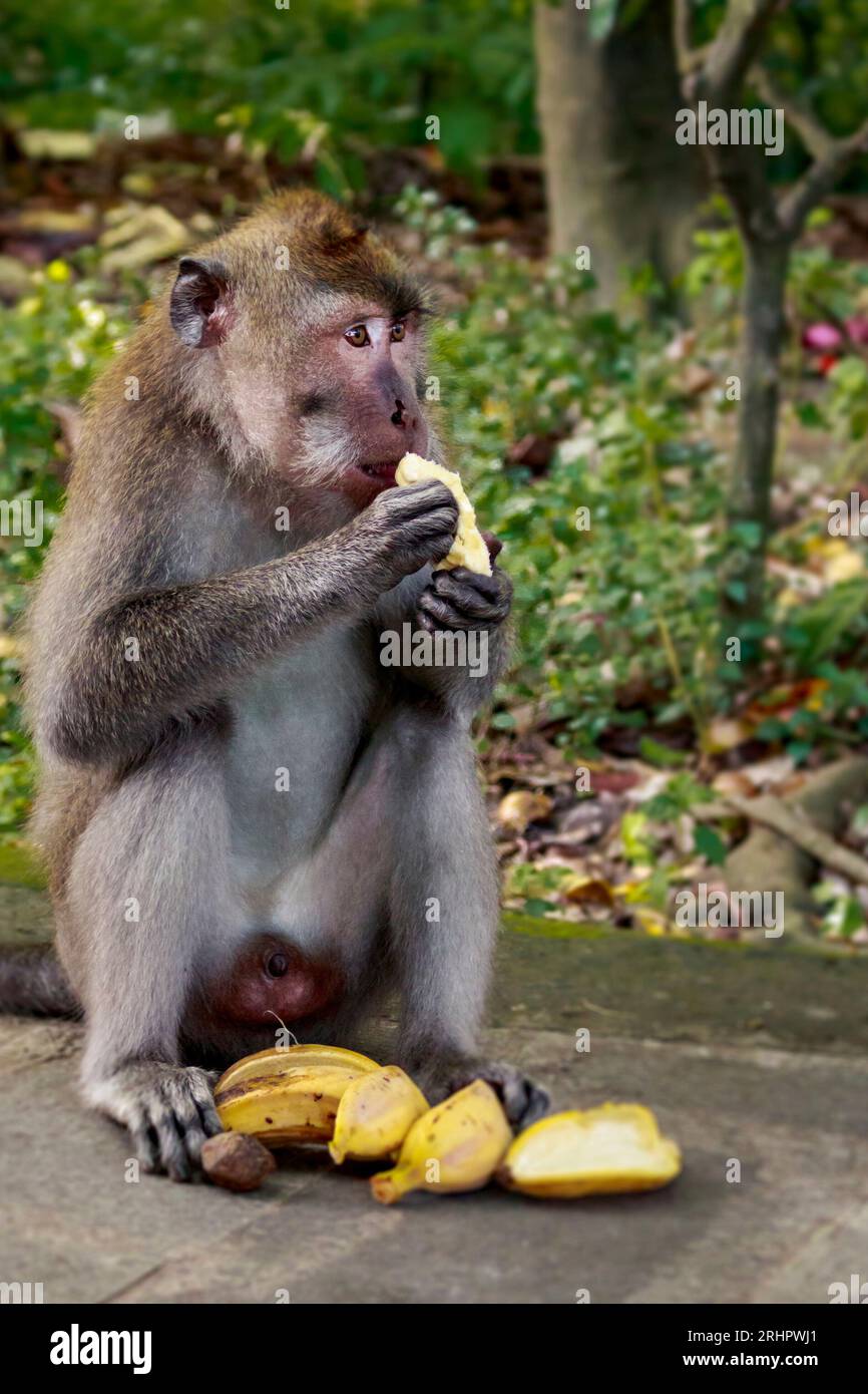 Scimmia a Bali nella foresta delle scimmie vicino a Ubud Foto Stock