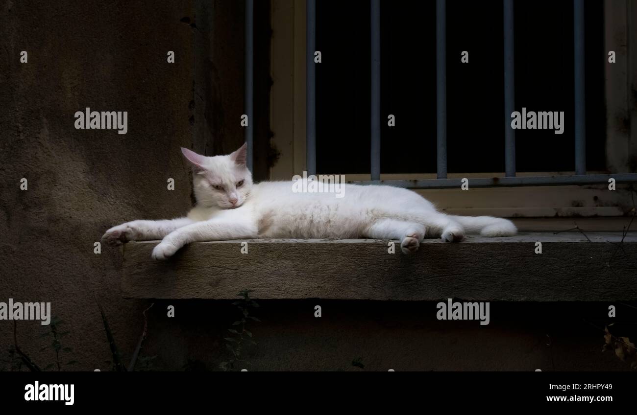 Gatto bianco a Bages. Il comune è situato nel Parco naturale regionale Narbonnaise en Méditerranée. Foto Stock