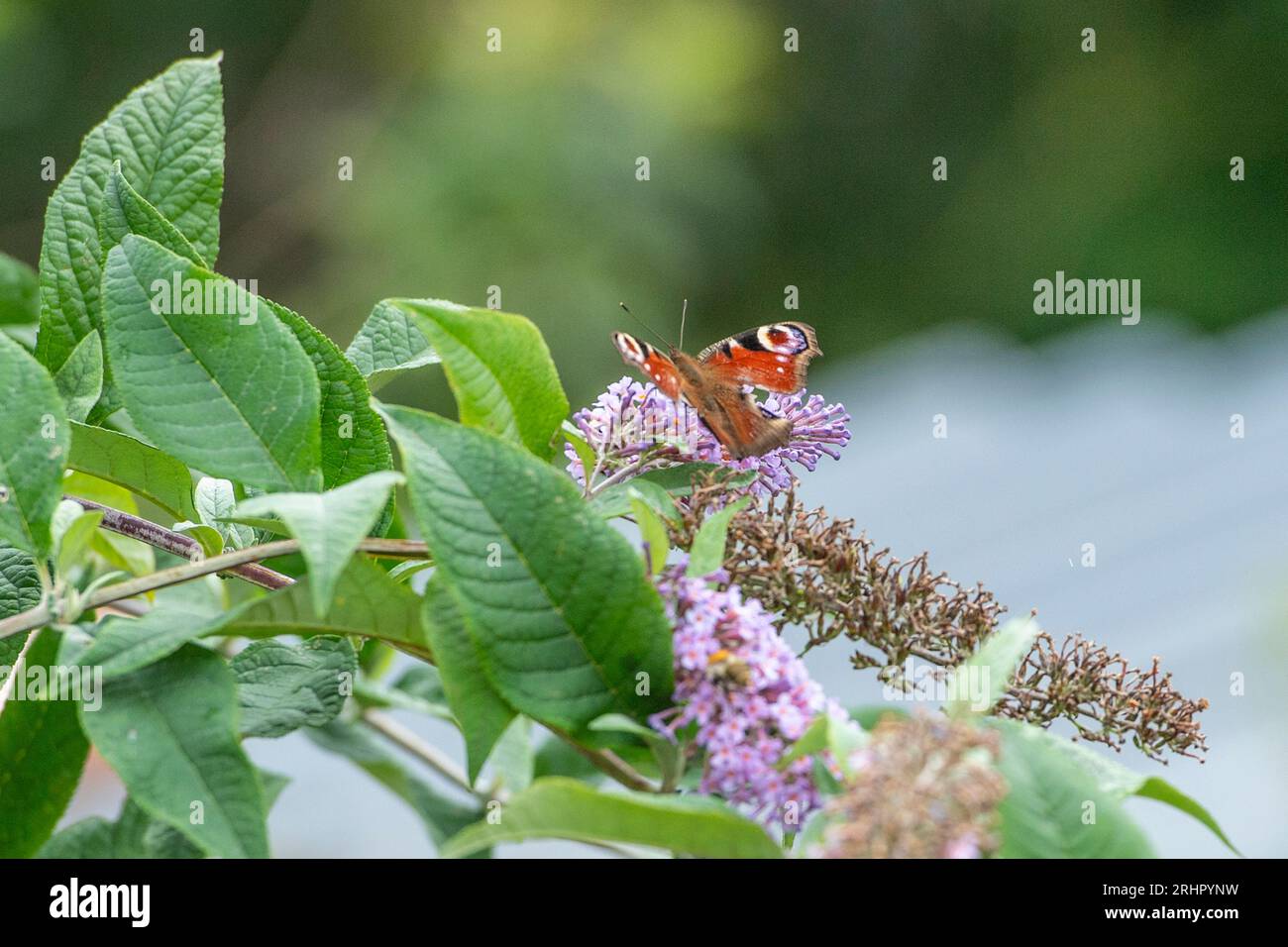 Farfalla pavone su buddleia Foto Stock