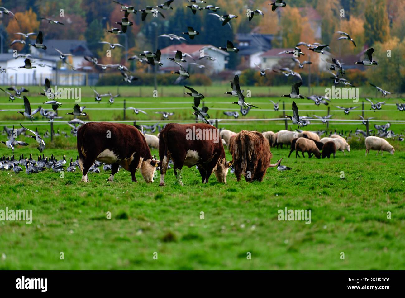 Pecore, mucche e bestiame delle Highland che mangiano in un pascolo recintato e insieme a un grande gregge di oche di barnacle che volano e a terra con alberi ad Aut Foto Stock