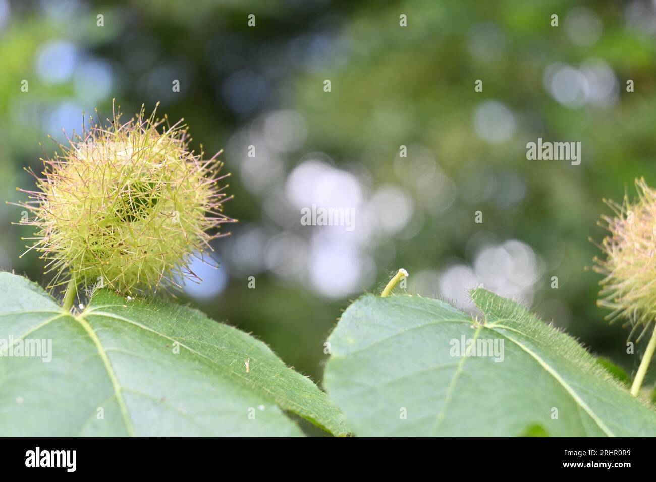 Vista ravvicinata di un frutto immaturo di una vigna puzzolente di Passionflower (Passiflora Foetida) Foto Stock