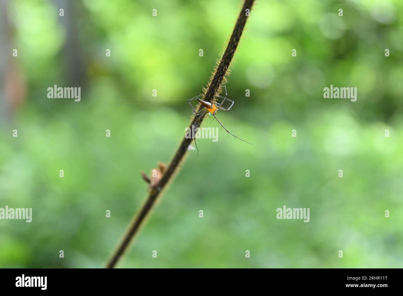 Vista posteriore di un ragno a righe di Lynx (Oxyopes Salticus) che guarda lontano mentre si siede su uno stelo di vite morto peloso Foto Stock