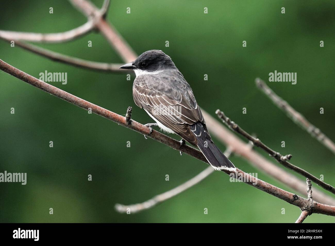 Un Kingbird orientale arroccato su un ramo di albero. Foto Stock