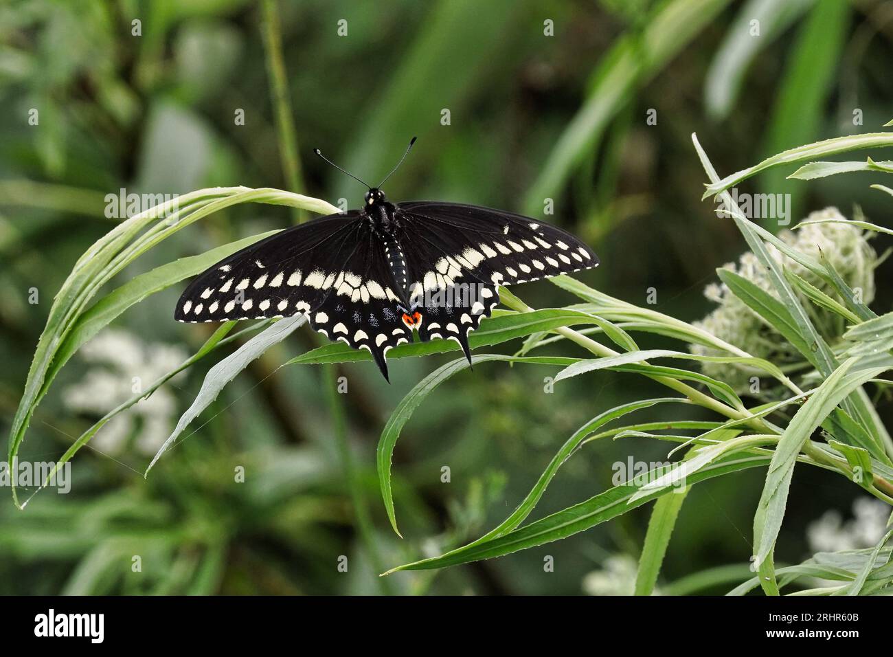 Farfalla a coda di rondine nera su un arbusto. Foto Stock