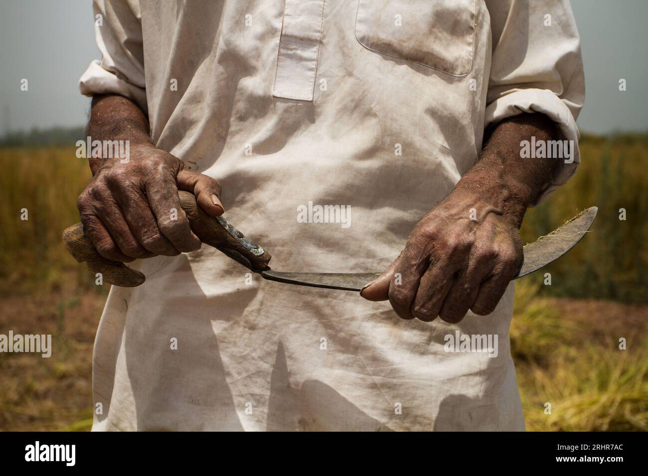 Uomo che tiene in mano una falce per la raccolta manuale Foto Stock