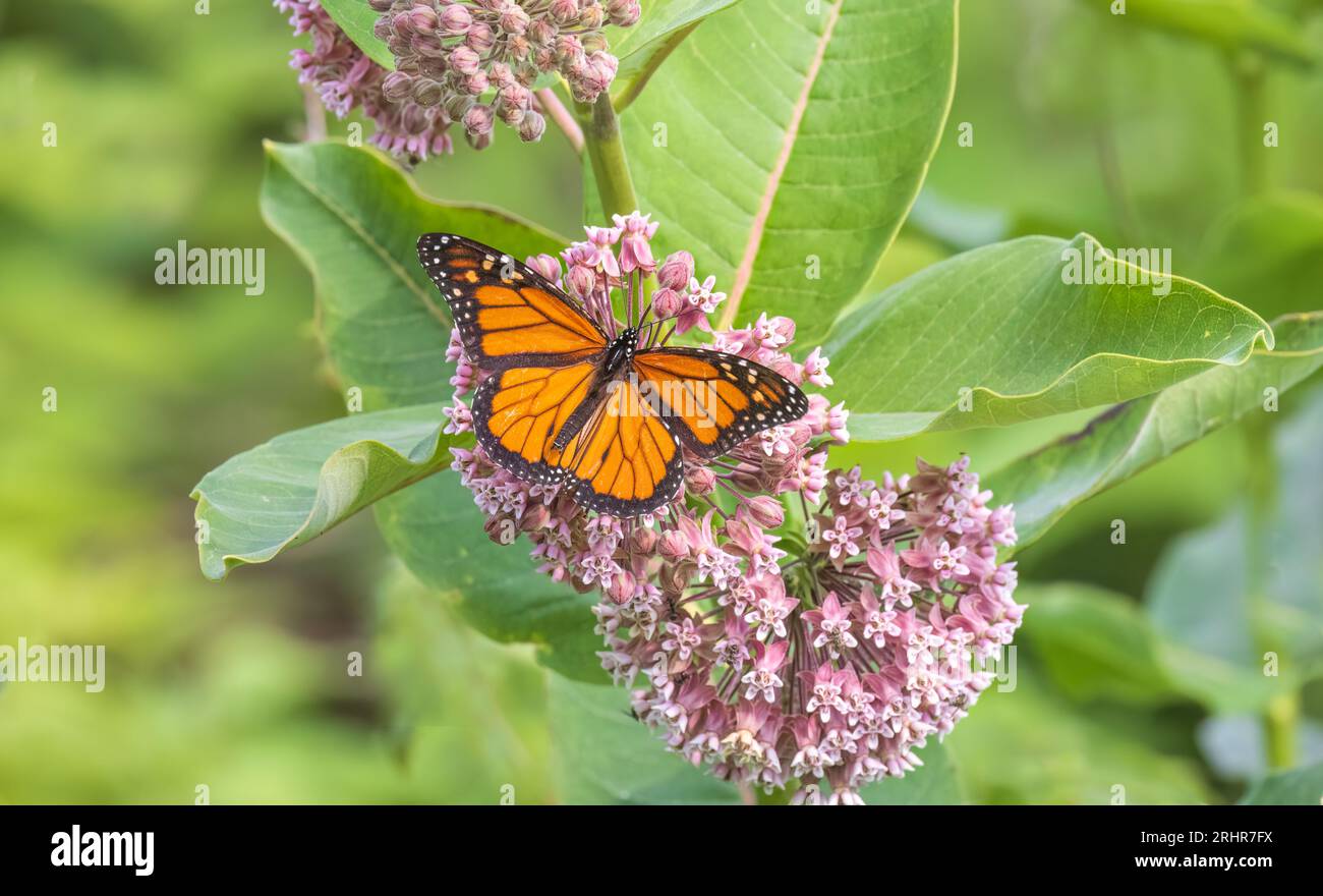 Monarch farfalla di alimentazione su alghe di latte comune nel nord del Wisconsin. Foto Stock