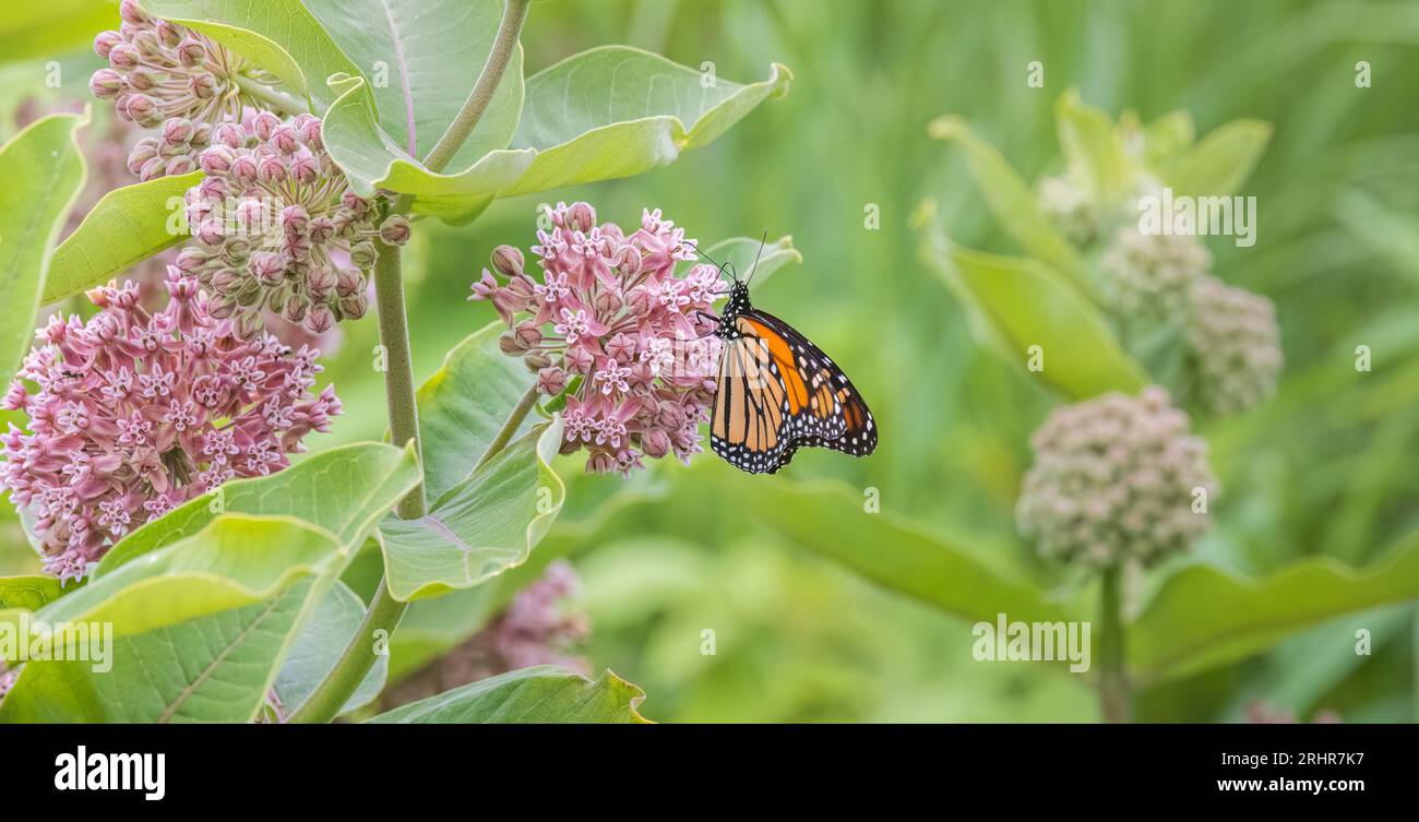 Monarch farfalla di alimentazione su alghe di latte comune nel nord del Wisconsin. Foto Stock
