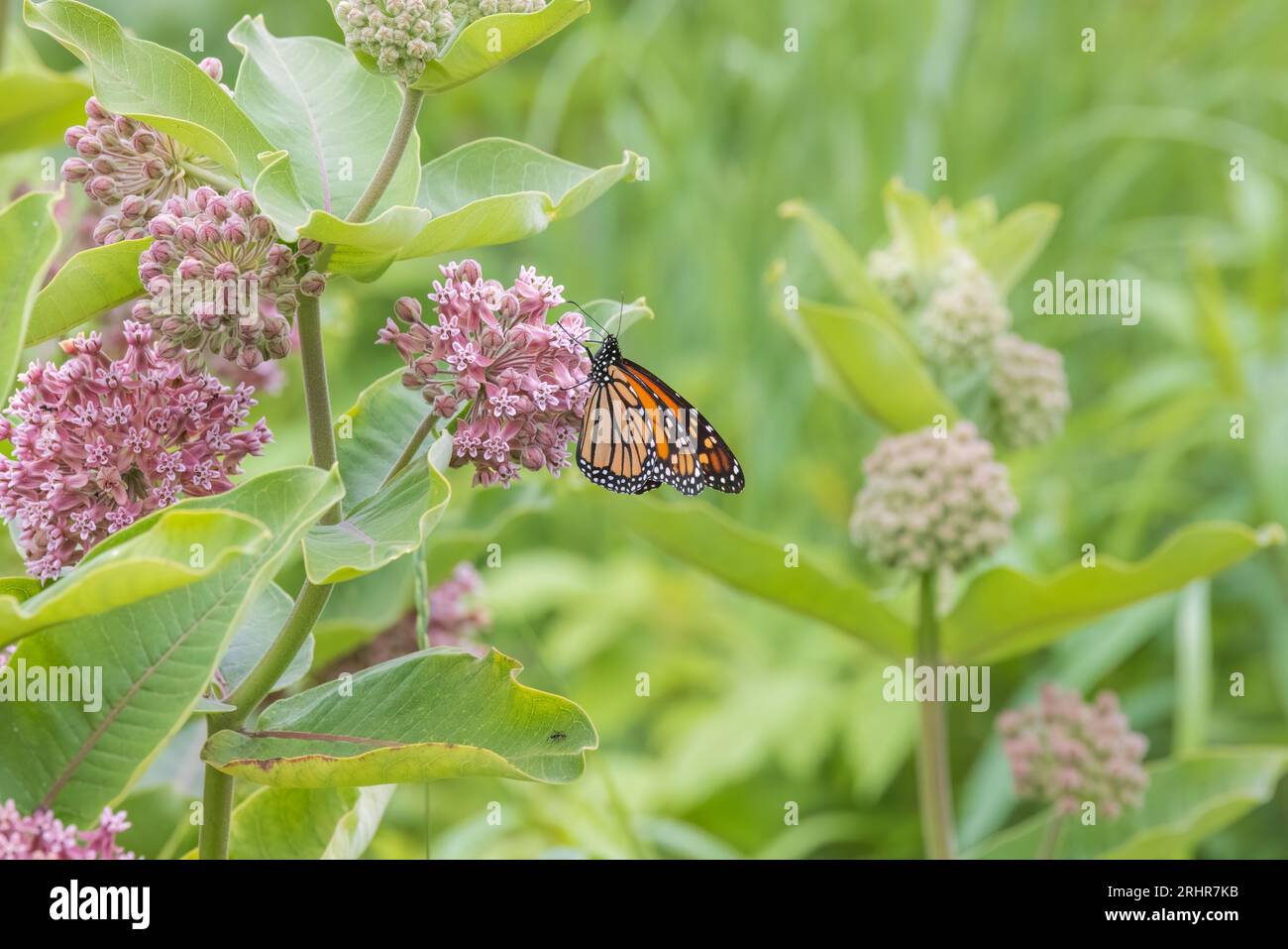 Monarch farfalla di alimentazione su alghe di latte comune nel nord del Wisconsin. Foto Stock