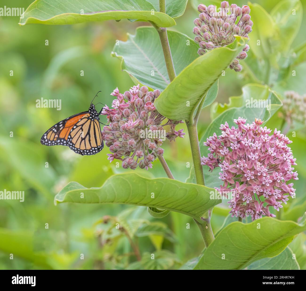 Monarch farfalla di alimentazione su alghe di latte comune nel nord del Wisconsin. Foto Stock