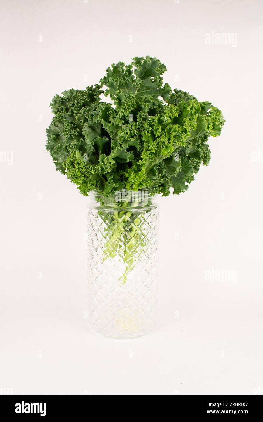 Foglie di cavolo verde brillante in vaso di vetro decorativo Foto Stock