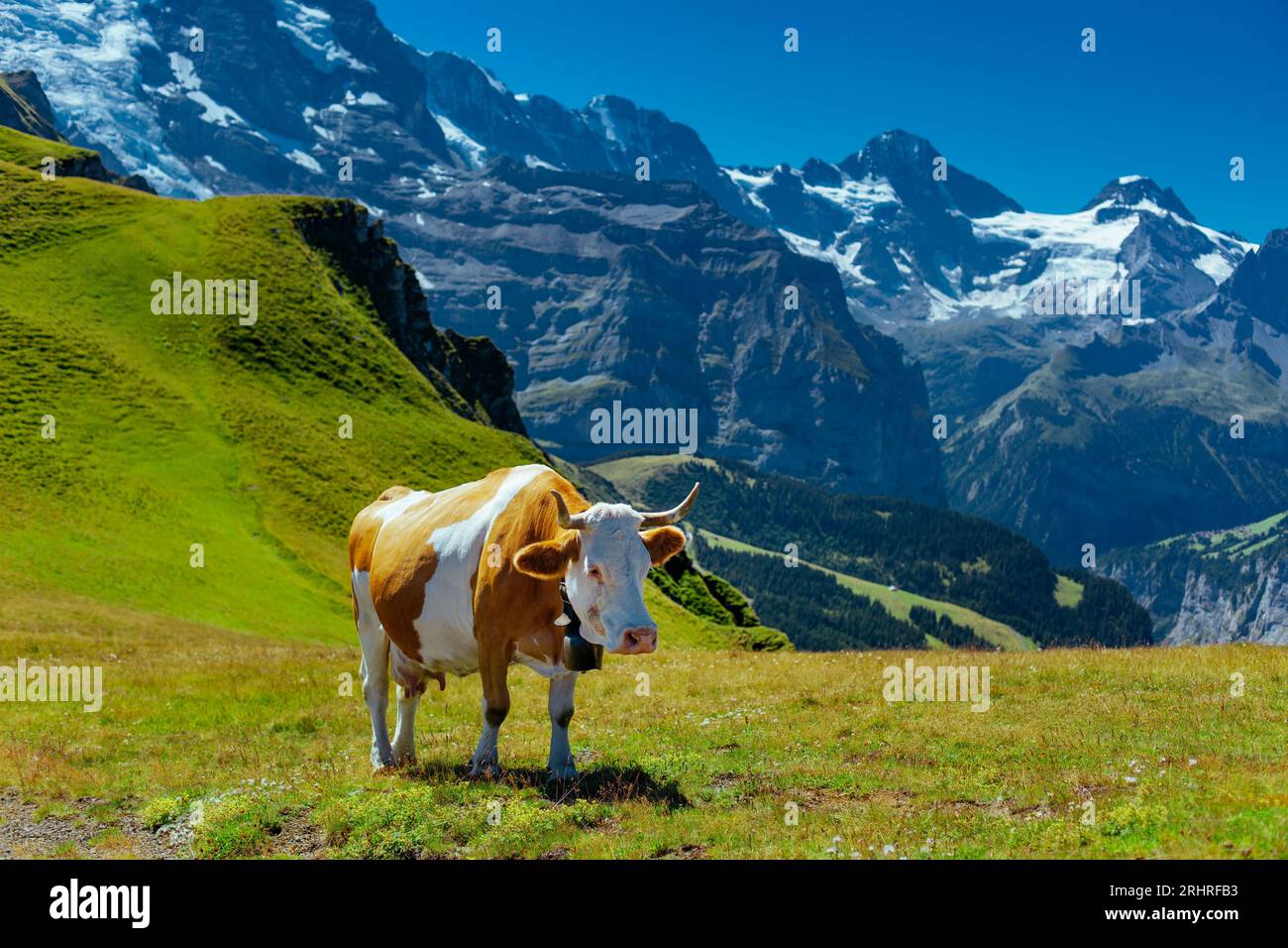 Mucca su prato di alta montagna nelle Alpi svizzere Foto Stock