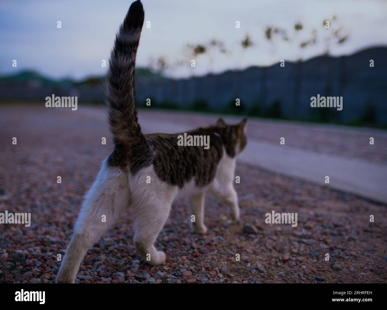 Cat cammina lungo la strada, concentrati sul retro Foto Stock