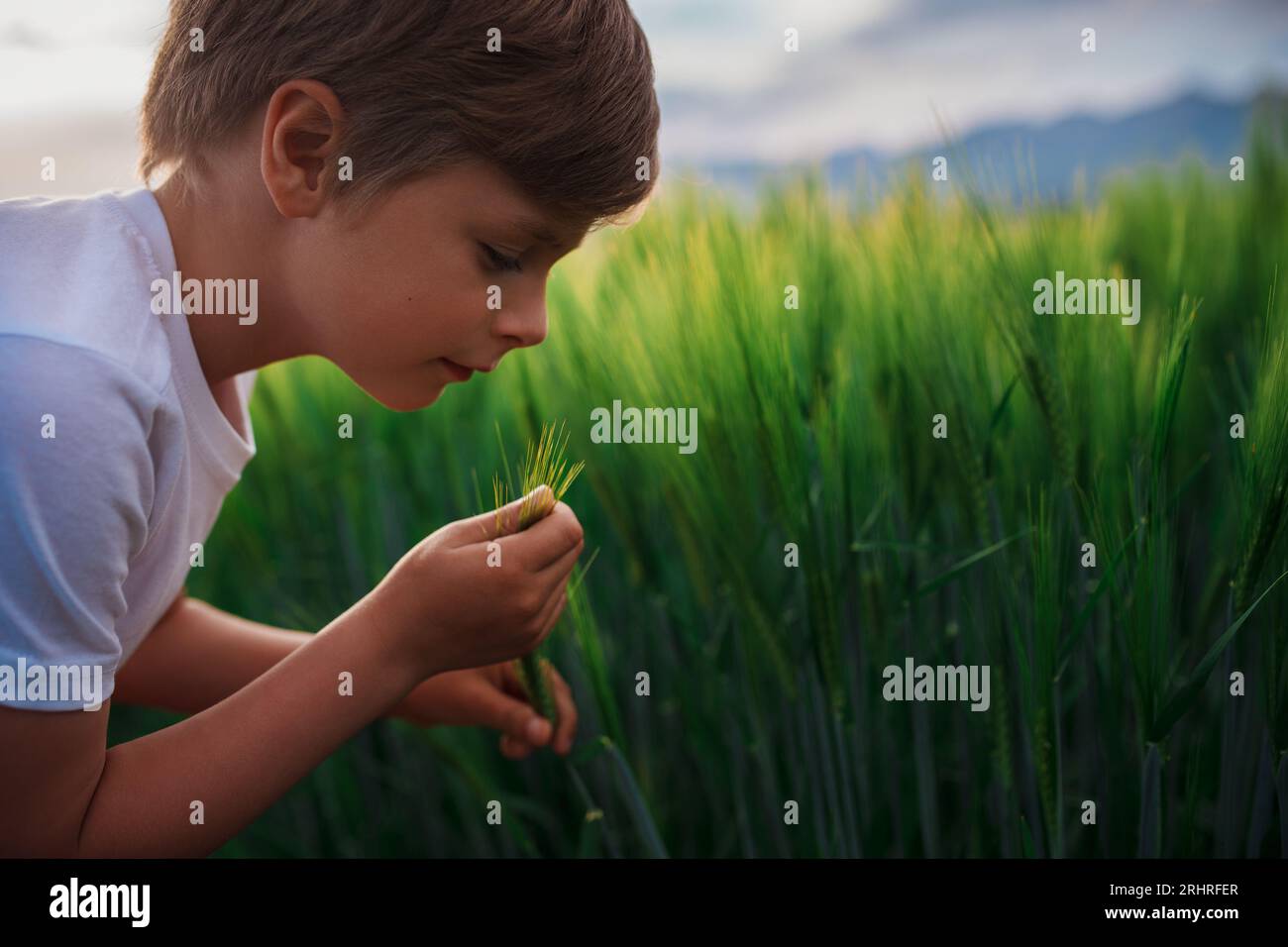 Ritratto di un ragazzo carino con un picco di una pianta di grano in un campo Foto Stock
