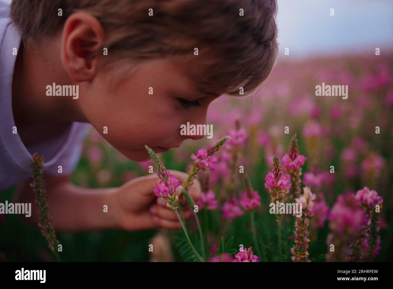 Ritratto di un ragazzo che annusa fiori rosa nel prato Foto Stock