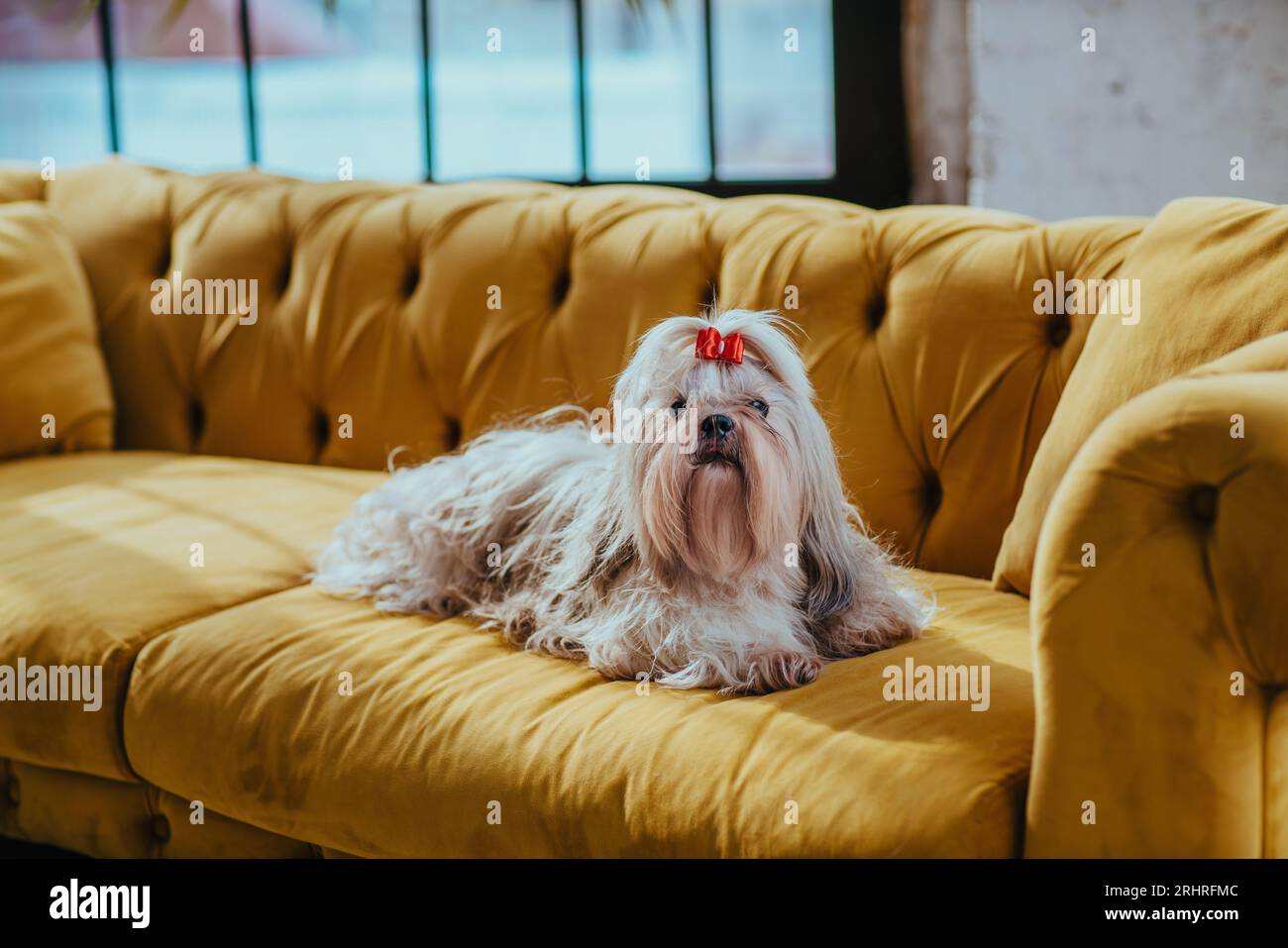 Un cane Shih tzu seduto nel divano in un interno lussuoso Foto Stock