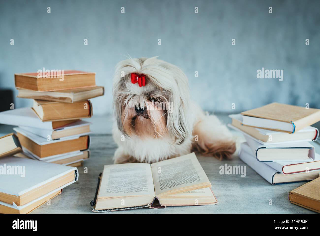 Astuto cane shih tzu che legge un libro Foto Stock