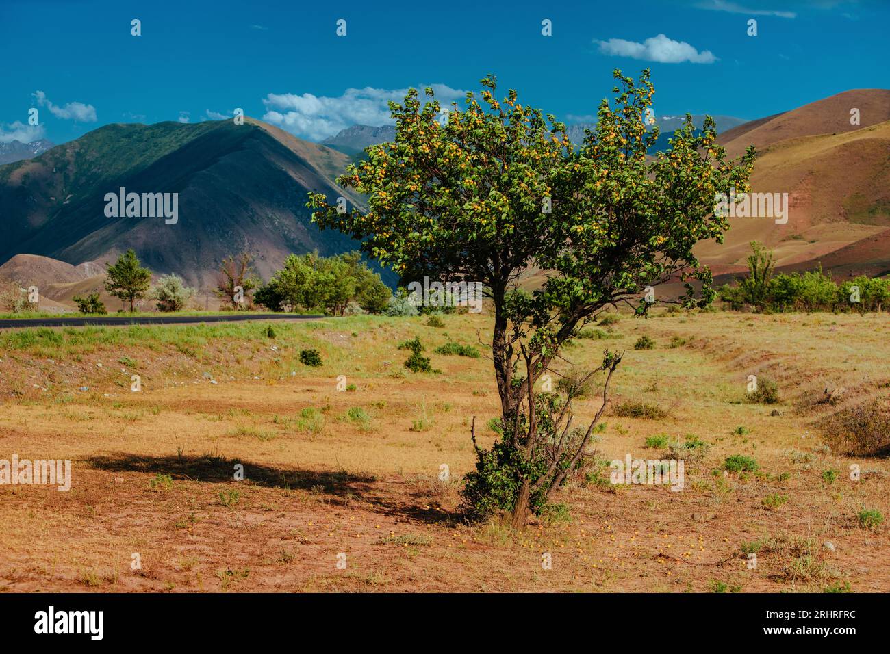 Albicocche selvatiche sullo sfondo delle montagne in Kirghizistan Foto Stock