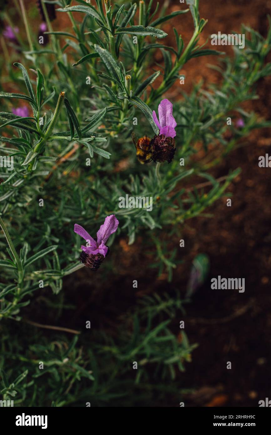 Stoechas Lavandula, lavanda spagnola, lavanda francese, lavanda a farfalla in giardino Foto Stock