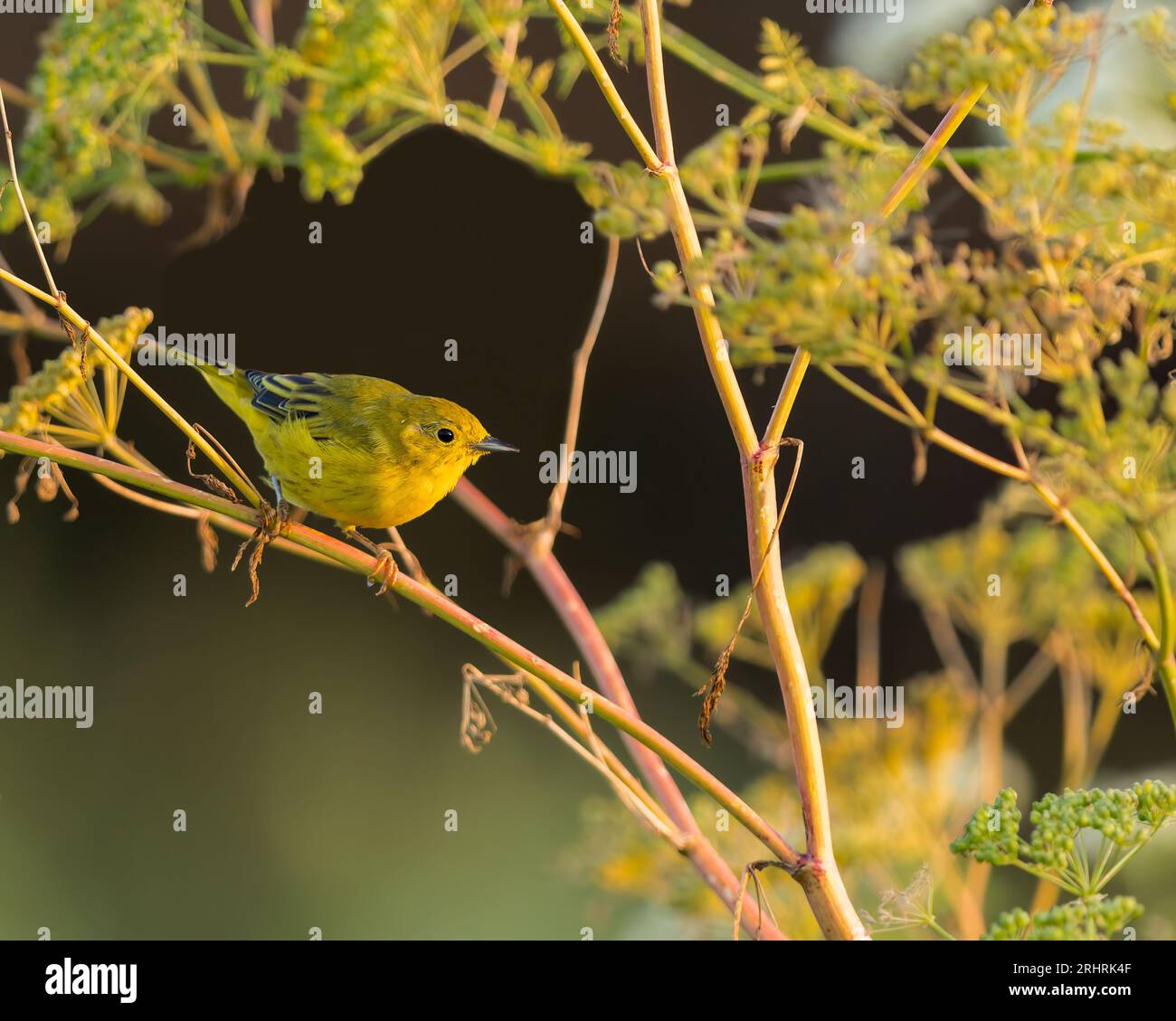 Una Warbler gialla cerca insetti in una fitta vegetazione. Foto Stock