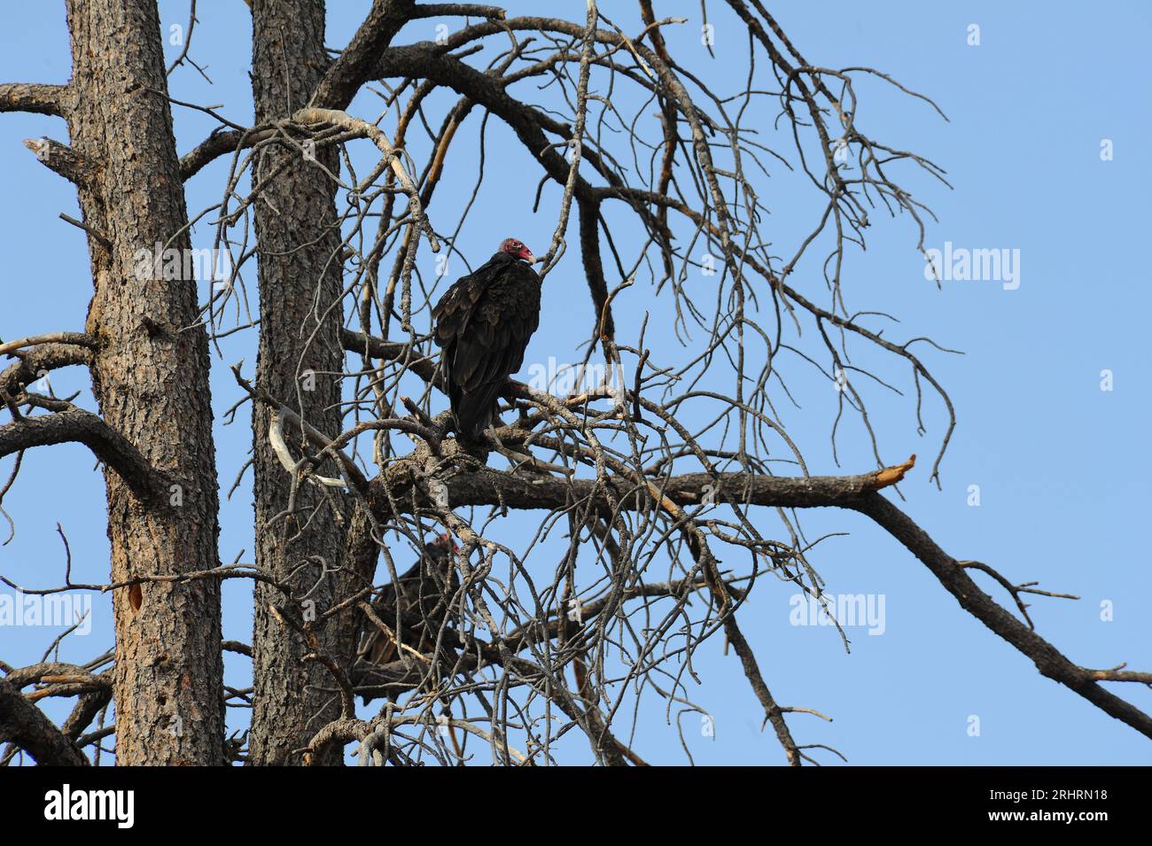 Avvoltoi di tacchino in un albero morto Foto Stock