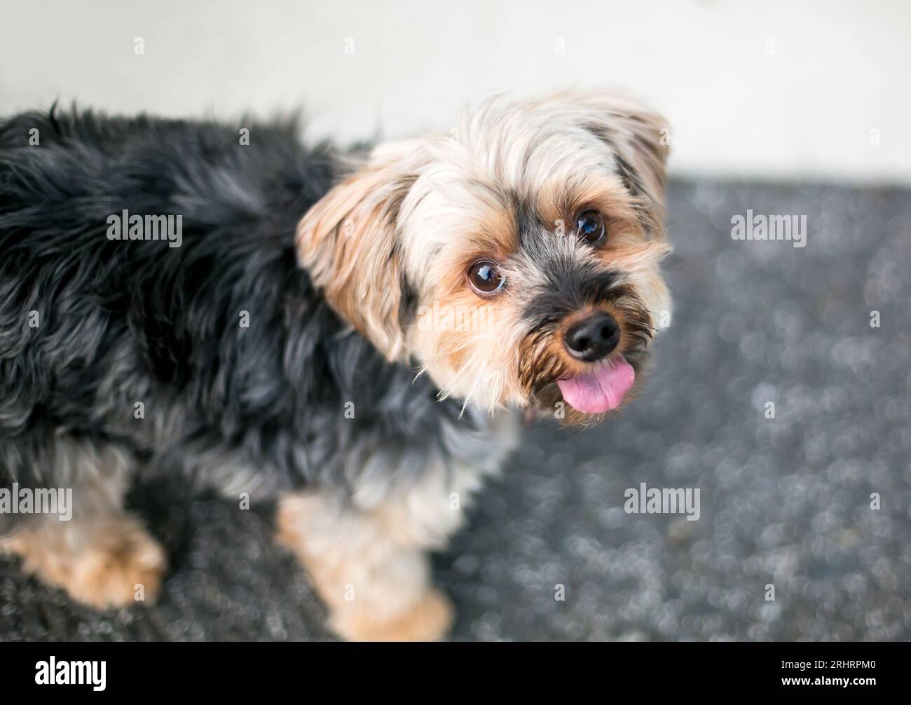 Un simpatico cane di razza mista Yorkshire Terrier con un'espressione felice Foto Stock
