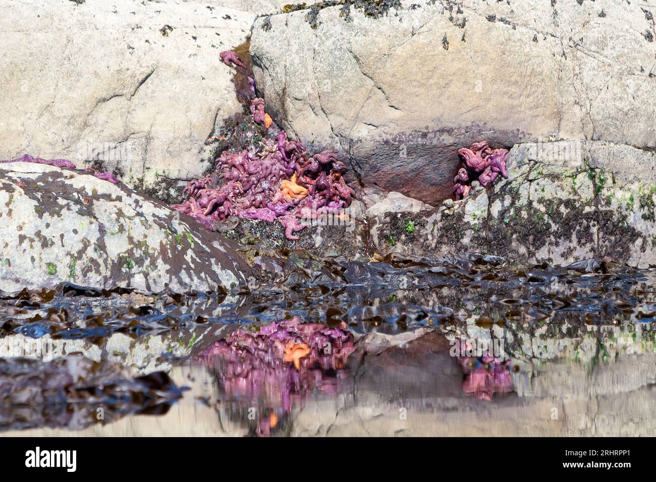 Stelle di mare viola e arancione sulle rocce durante la bassa marea vicino a Ketchikan, Alaska Foto Stock