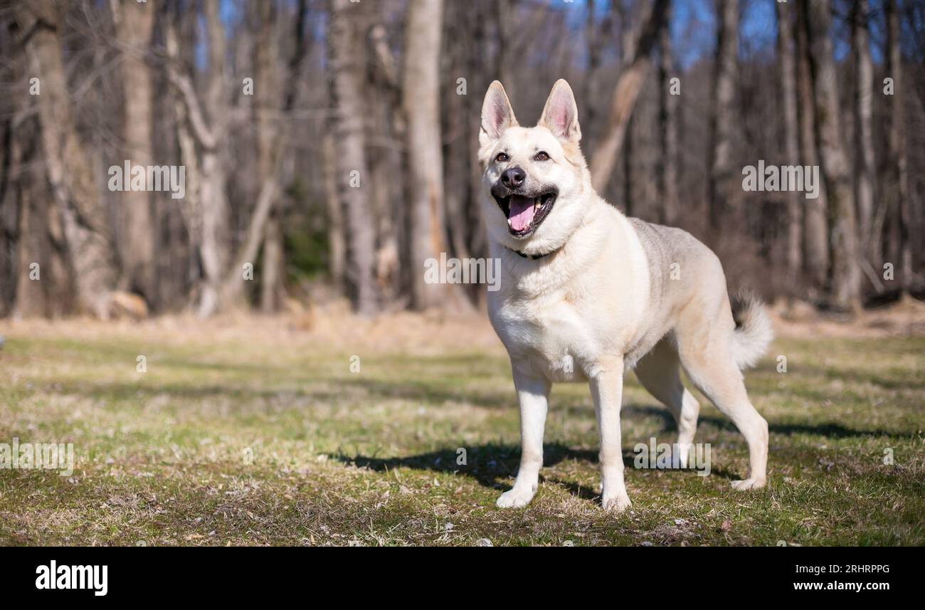 Un pastore tedesco x Husky, un cane misto di razza con un'espressione felice Foto Stock