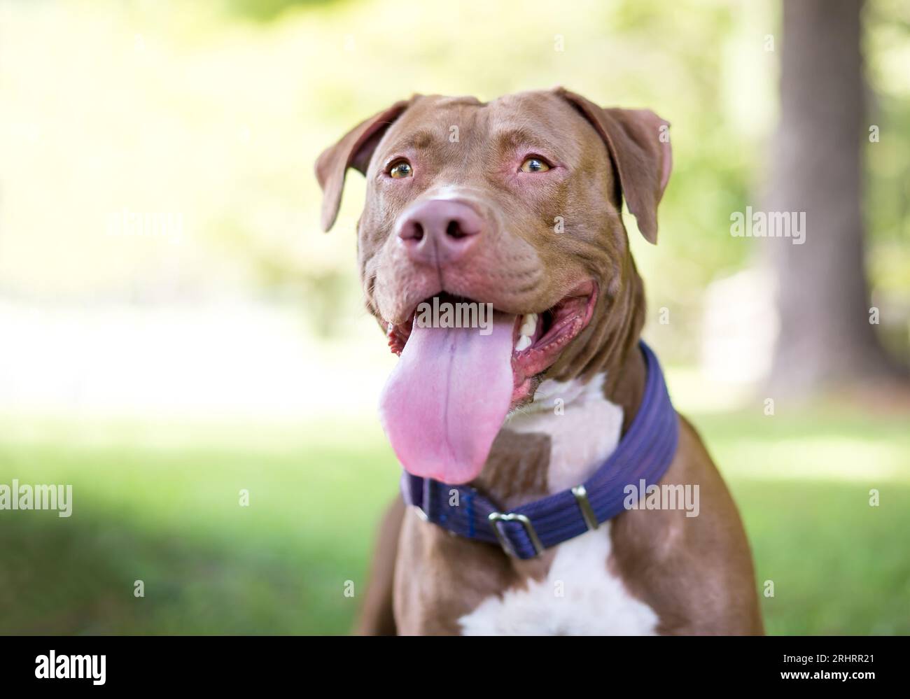 Un cane rosso e bianco Pit Bull Terrier di razza mista con un enorme ansimante lingua lunga Foto Stock