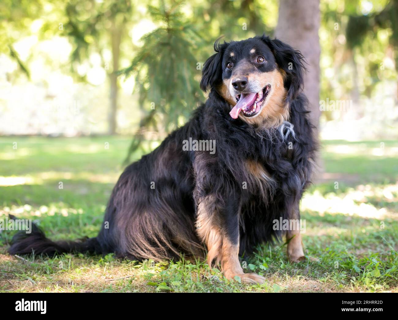 Un cane misto di razza australiana in sovrappeso seduto all'aperto Foto Stock