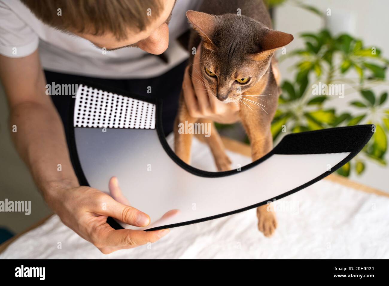 Un proprietario attento mette un colletto elettronico su un gatto domestico abissino blu per proteggerlo e curarlo. La cura consigliata dal veterinario garantisce un rapido recupero. Cura degli animali domestici Foto Stock