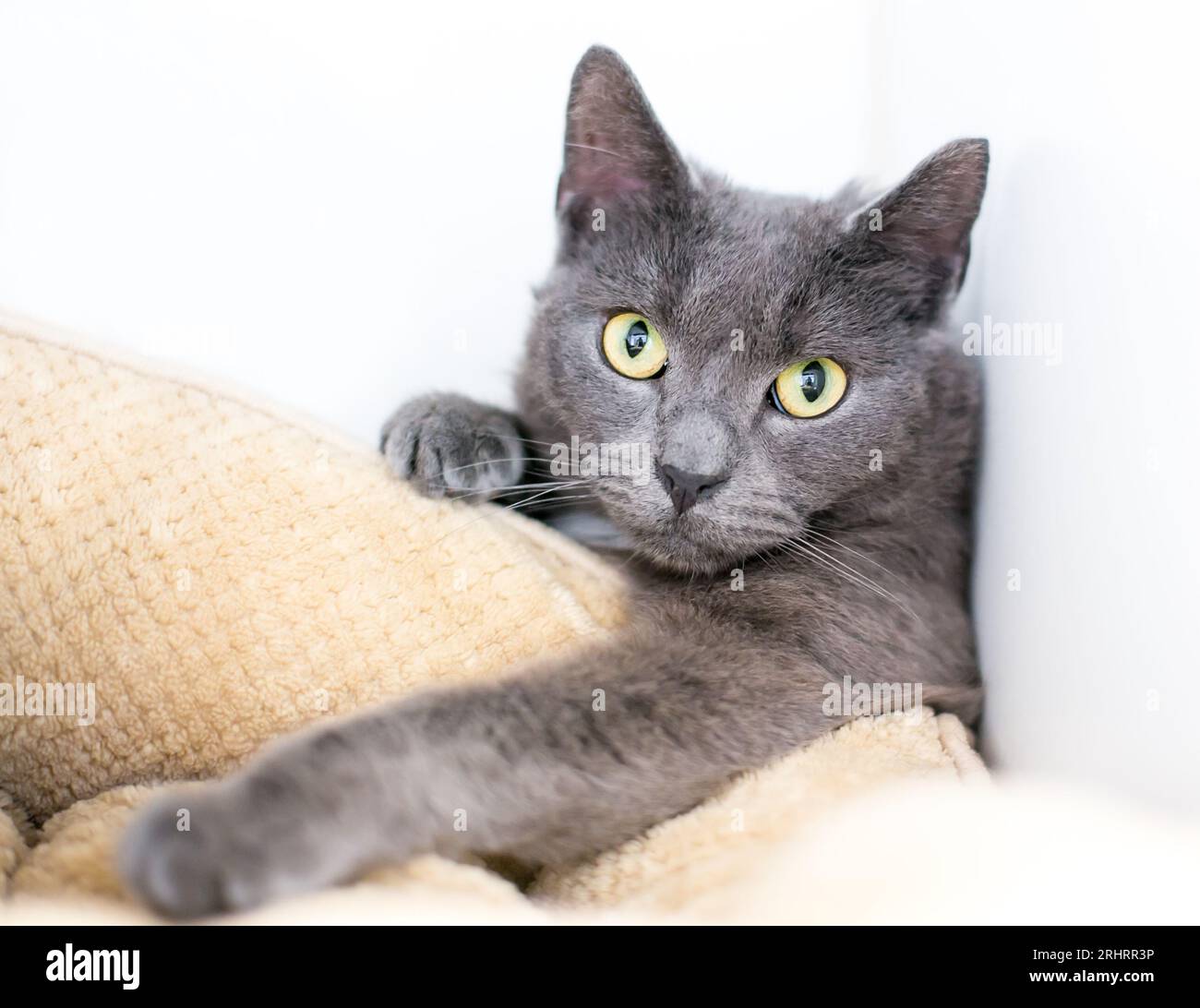 Un gatto shorthair grigio con occhi gialli che raggiunge il bordo di un lettino per animali domestici in una posizione scomoda Foto Stock