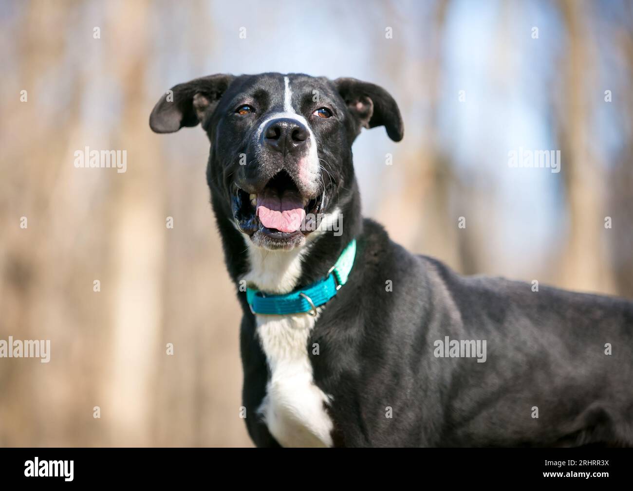 Un cane Retriever in bianco e nero con un'espressione rilassata Foto Stock