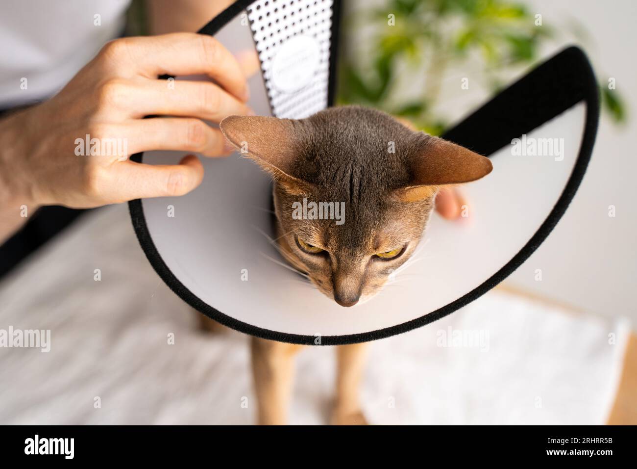 Un proprietario attento mette un colletto elisabettiano su un gatto domestico abissino blu per protezione e guarigione. La cura consigliata dal veterinario garantisce un rapido recupero. Foto Stock