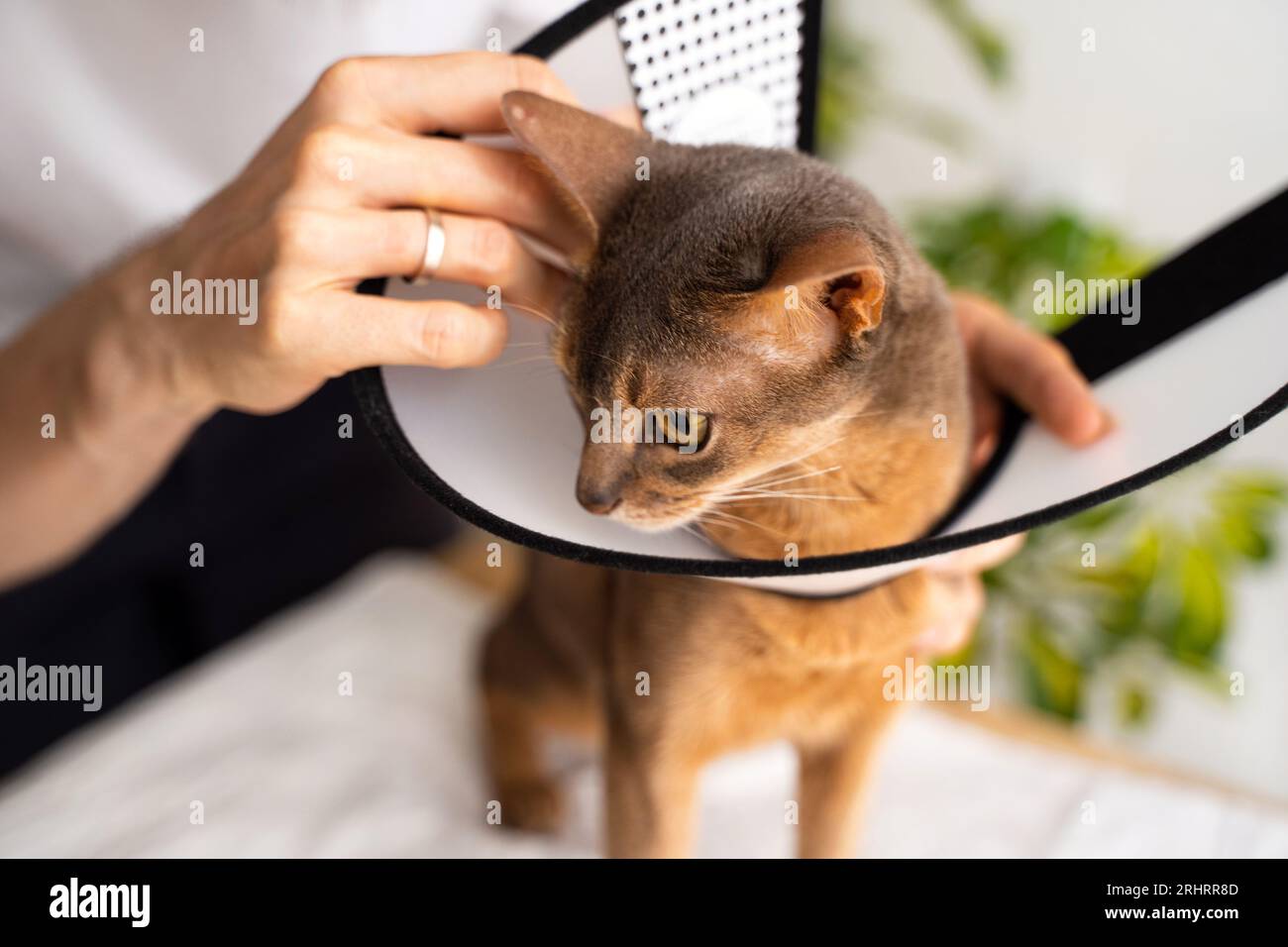 Un proprietario attento mette un cono su un gatto domestico abissino blu per proteggerlo e curarlo. La cura consigliata dal veterinario garantisce un rapido recupero. Conc. Per la cura degli animali domestici Foto Stock