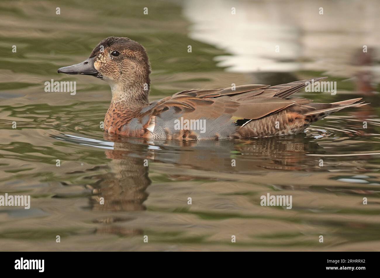 baikal teal, anatra bimaculata, anatra squawk (Anas formosa, Nettion formosum, Sibirionetta formosa), drake nuoto, vista laterale, paesi Bassi Foto Stock