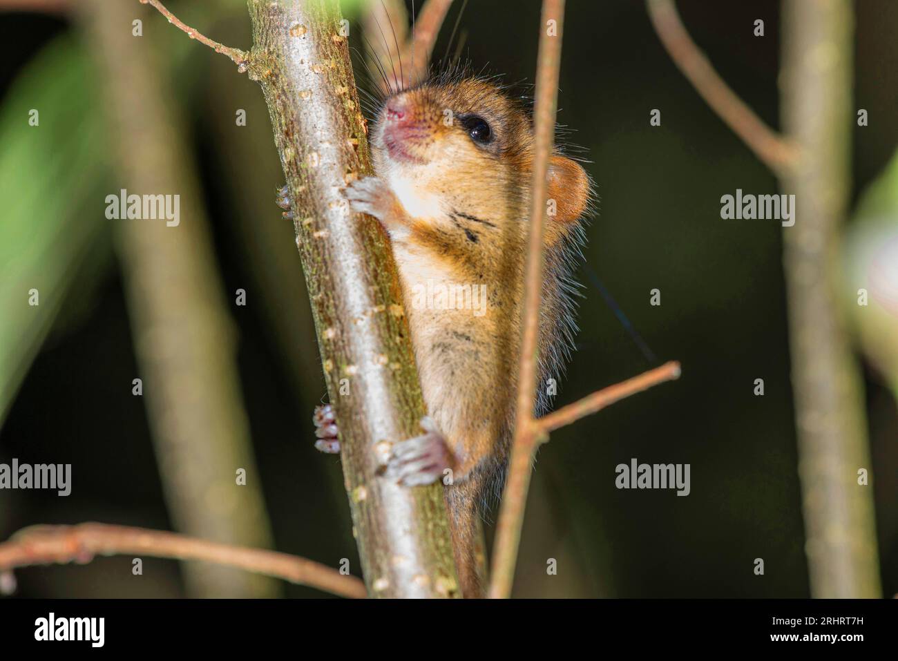Dormouse comune, dormouse nocciola (Muscardinus avellanarius), giovane animale che sale su un ramo, vista laterale, Germania Foto Stock