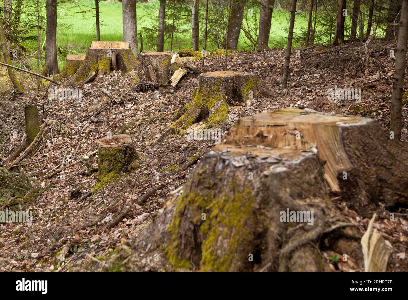 Abete rosso (Picea abies), ceppi di alberi nei boschi, Germania Foto Stock