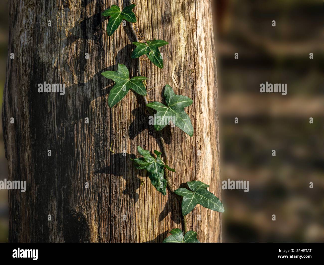 edera inglese, edera comune (Hedera helix), che si avvolge intorno ad un tronco morto, Germania, Assia Foto Stock