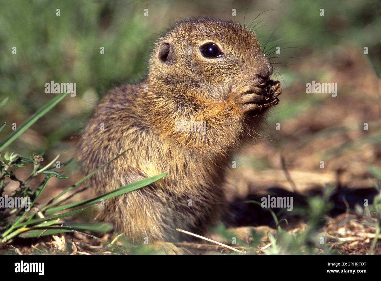 Scoiattolo macinato europeo, suslik europeo, souslik europeo (Citellus citellus, Spermophilus citellus), mangiare a terra, vista laterale, Austria, Foto Stock