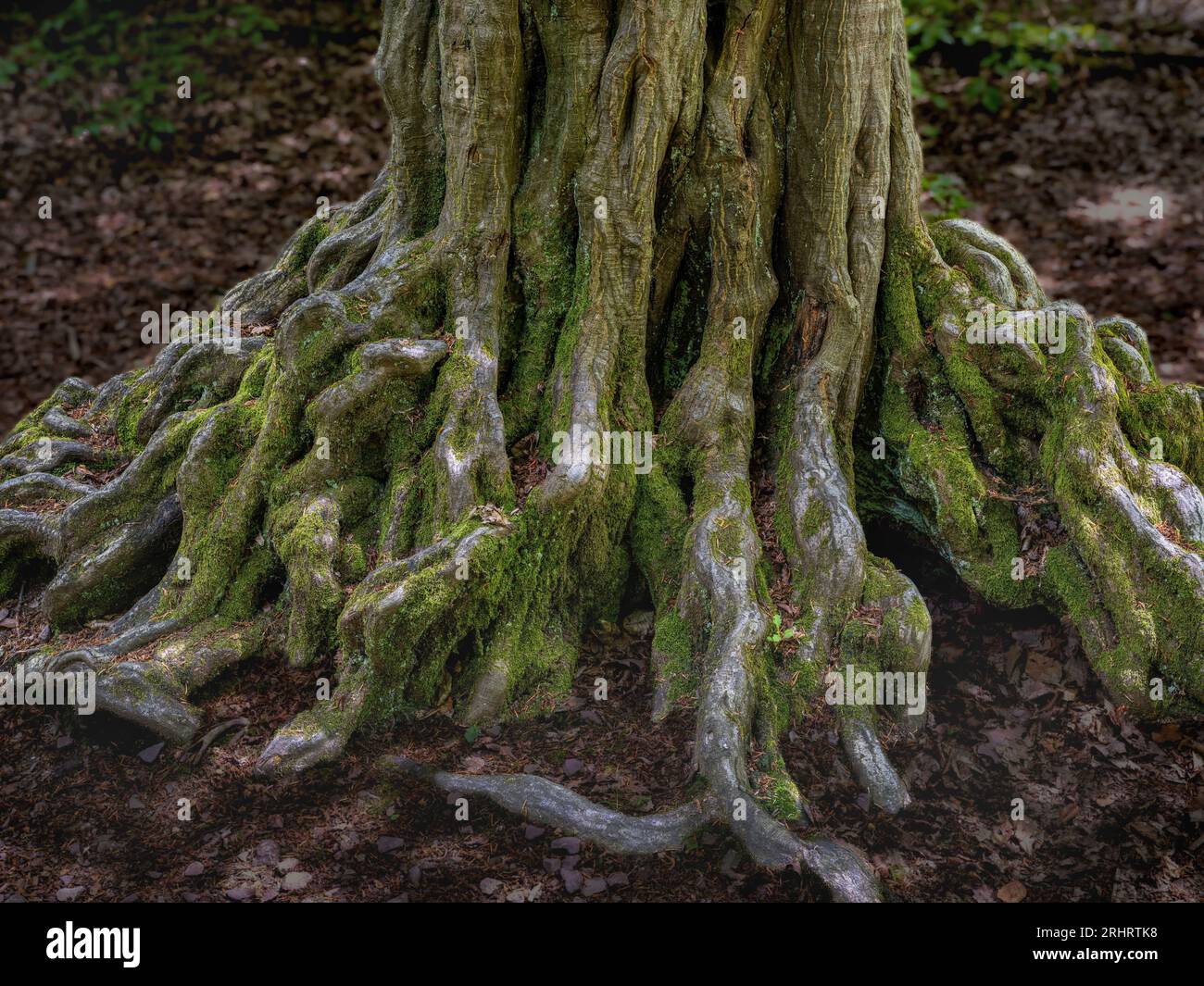 Faggio comune (Fagus sylvatica), radici di un vecchio faggio in superficie nell'antica foresta di Sababurg, Germania, Assia, Reinhardswald Foto Stock